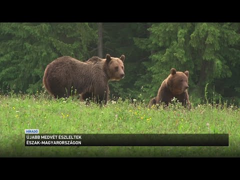 Újabb medvét észleltek Észak Magyarországon