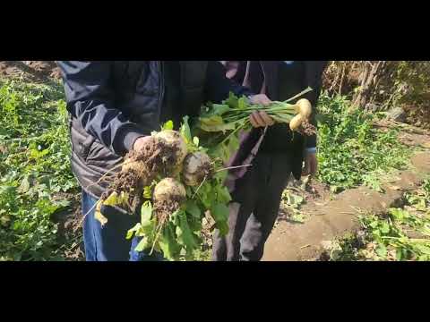 Муқоисаи сифати ҳосил бо истифода аз бионурӣ 22-11-2024, ноҳия Варзоб, ҷамоати Гулбоғ, деҳаи Чорбоғ-1