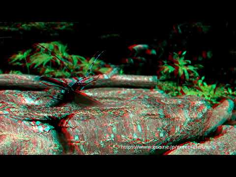 ルリボシカミキリ 3D アナグリフ