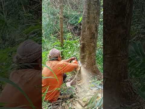 Super faster machine chain show | Stihl machine 382 chain show 🥰