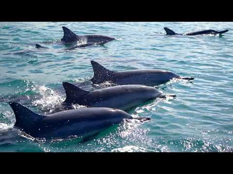 download lagu mp3 mp4 Makana Properties, download lagu Makana Properties gratis, unduh video klip Makana Properties