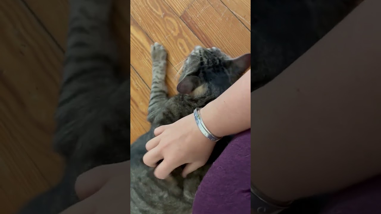 Enlarge Putty, a Adoptable Domestic Medium Hair in New York, NY video 6/6