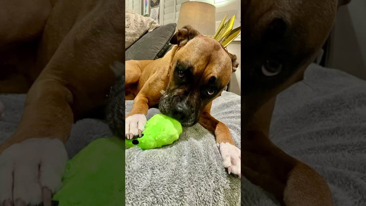 Izzy, a Adoptable mixed breed in Citrus Heights, CA video 2/6