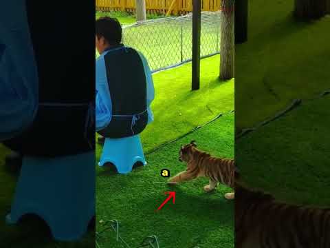 O Plano Desse Tigre Surpreendeu a Todos! 🐯