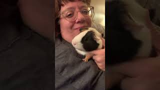 Kaye&#39;s Guinea Pigs is live!