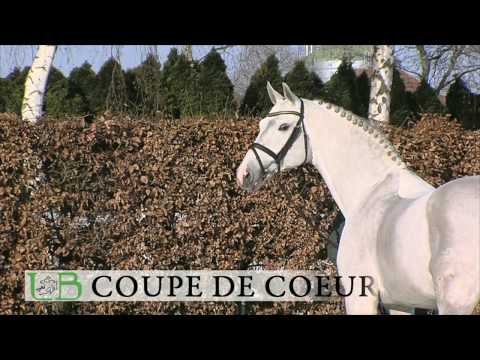 Haupt- und Landgestüt Schwaiganger -  Coupe de Coeur
