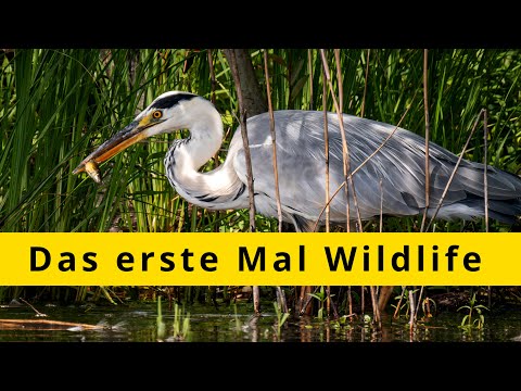 Das erste Mal Wildlife - Mit der Fujifilm X-H2s und dem Tamron 150-500mm