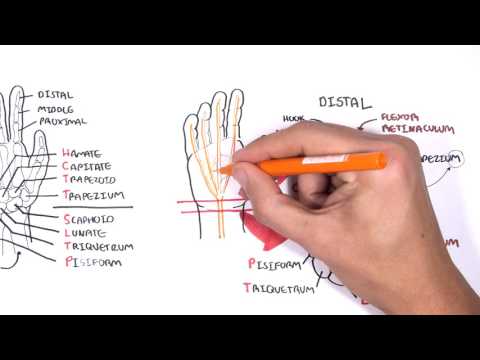 Clinical Anatomy - Hand, Wrist (palmar aspect/flexors)