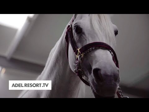 1st Episode of Baahir el Marwan by ADEL RESORT TV