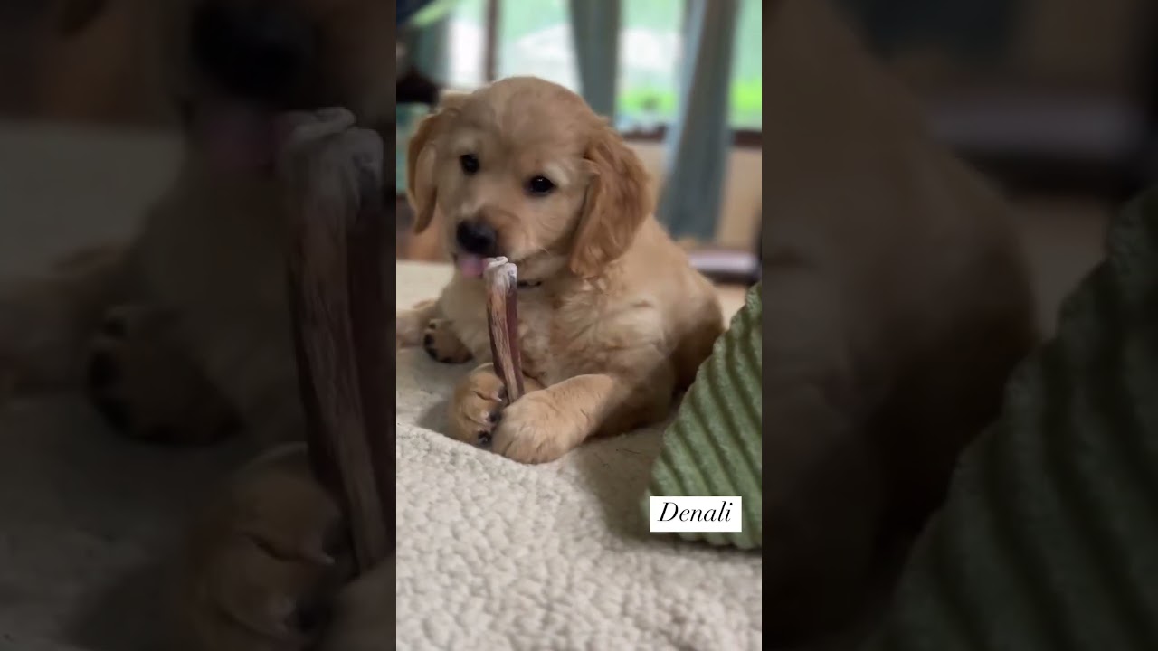 Denali is sneaking a little sneaky snack and she is loving her bully stick