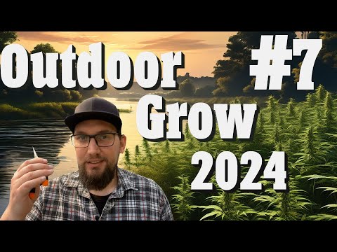Outdoor Grow 2024: Schnipp Schnapp die Tops kommen ab! (Topping/Beschnitt)