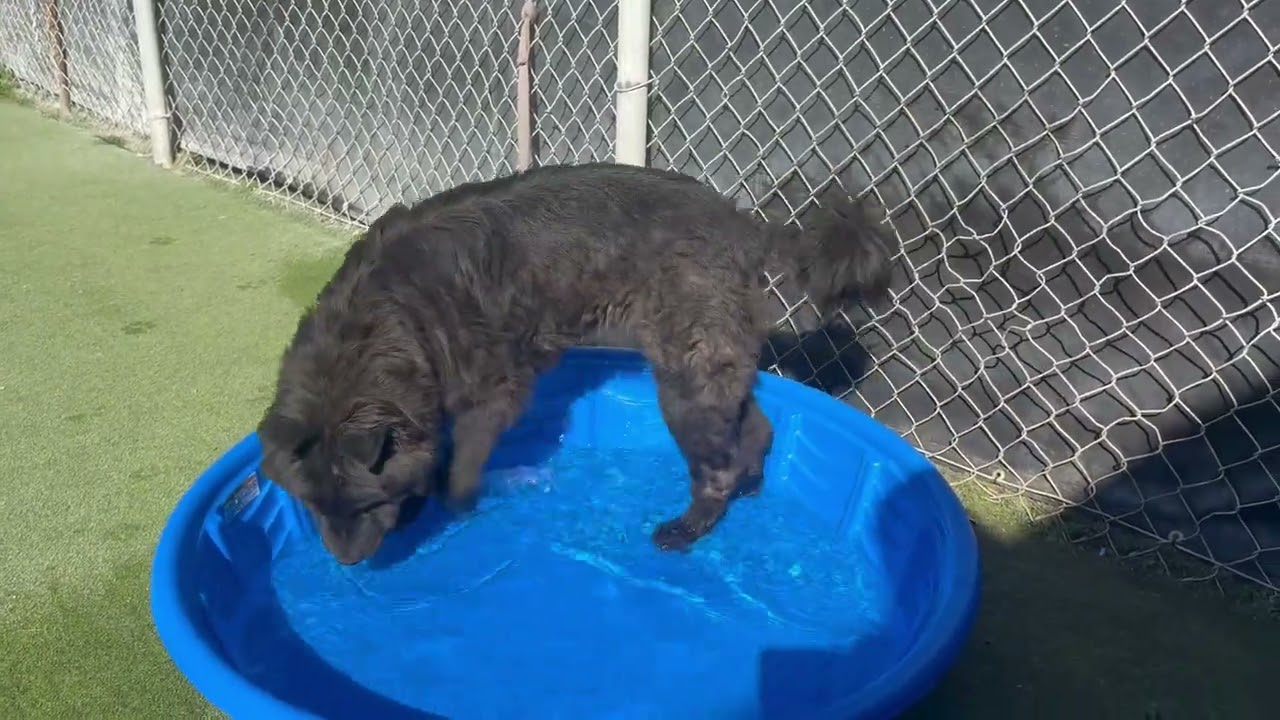Enlarge LEONA, a ADOPTABLE mixed breed in Eastsound, WA video 1/4