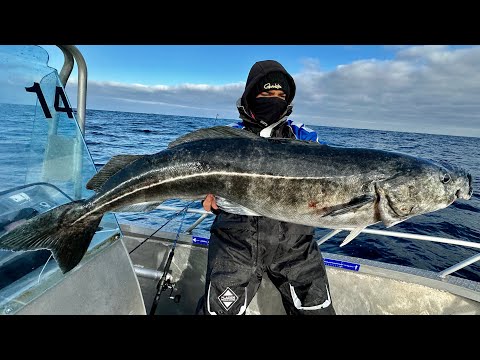 Angeln in Norwegen🇳🇴: Heilbutt-Wahnsinn vor der Insel Senja. 10 Tage im Vorgarten von MefjordBrygge.
