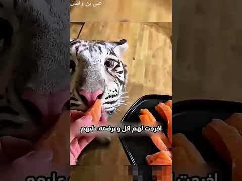 تريد تلعب معهم بطريقة رائعة وم#shorts