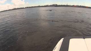 When Manatee attack - St Johns River Jacksonville