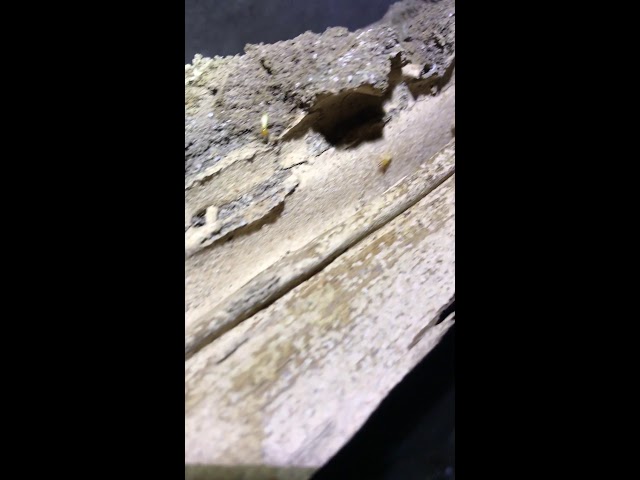 Evicta Pest Management