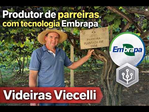 Primeiro produtor de parreiras de Santa Catarina com tecnologia Embrapa - Videiras Viecelli