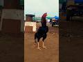 O Shamo Korea Big Fighting Cock