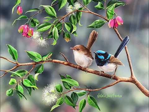 Wrens of Australia Artworks by Natalie Jane Parker