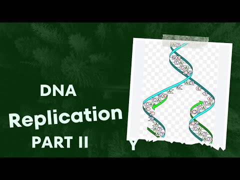 DNA Replication, part 2