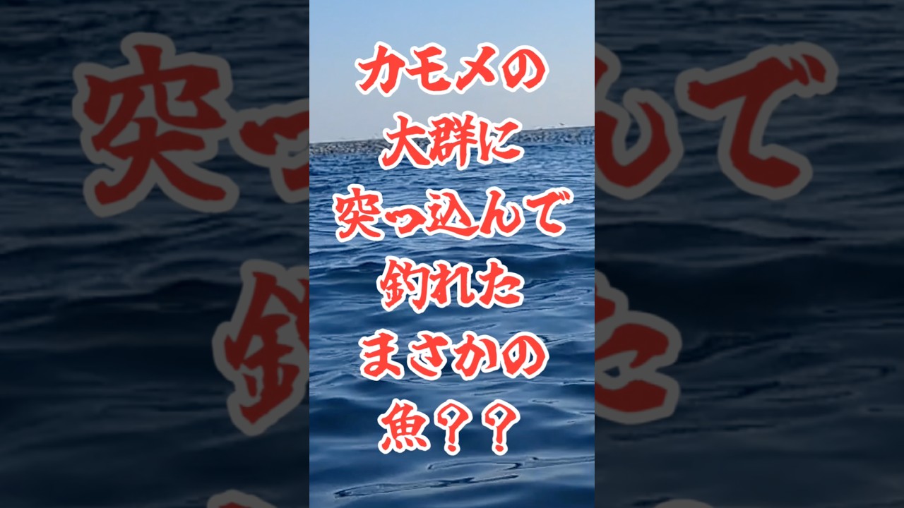 #カモメの大群に突撃して魚釣り #ミニボート #切り抜き #ロングジグ #ジギングは男のロマン