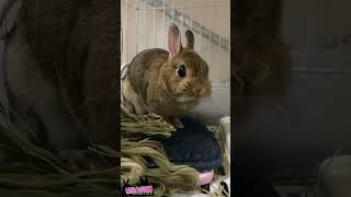 もっちゃもっちゃ🐇