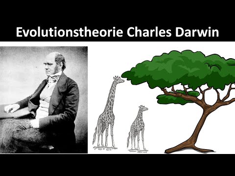 Evolutionstheorie nach Charles Darwin [Prinzip der natürlichen Selektion] - [Biologie, Oberstufe]