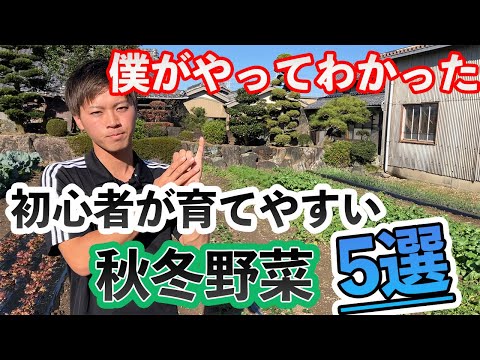 キクイモ 2023 水を与えずに 10 月の菜園に植える野菜