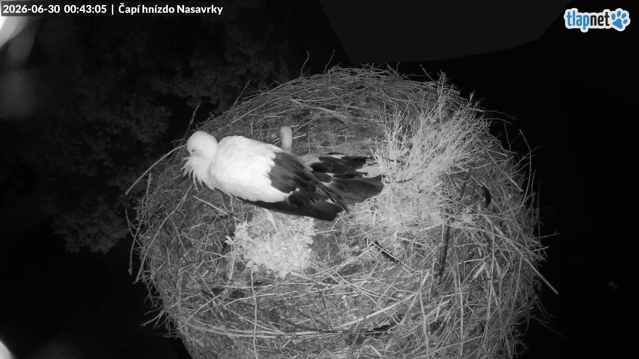 Live webcam view of White Stork Nest in Nasavrky