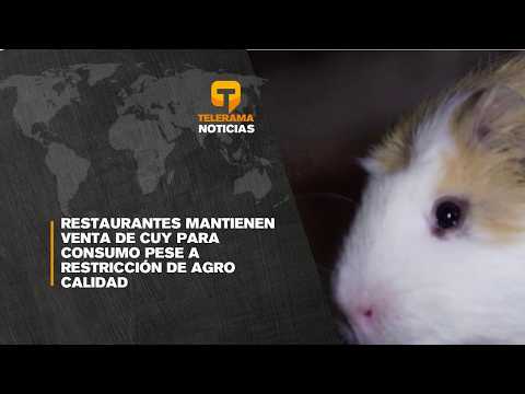 Restaurantes mantienen venta de cuy para consumo pese a restricción de agro calidad