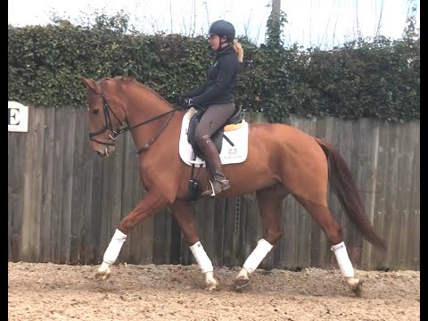 KWPN Gelding By Expression