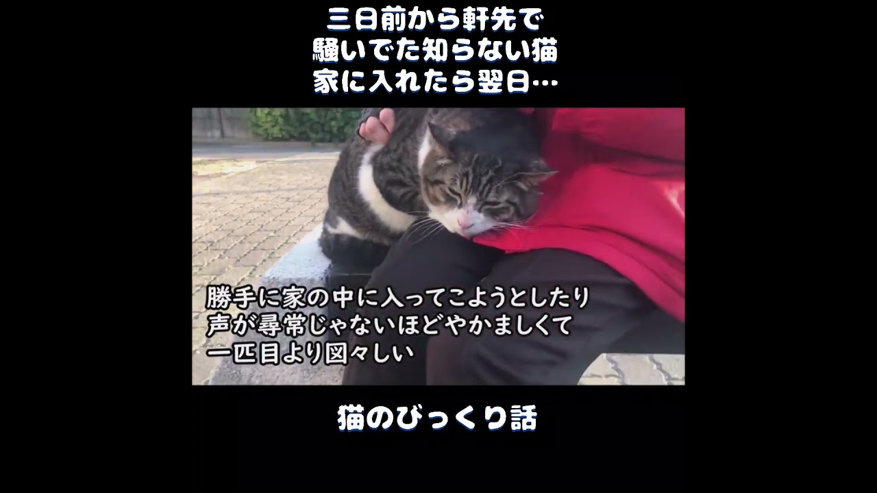 【猫のびっくり話】三日前から軒先で騒いでた知らない猫。家に入れたら翌日…＃ねこぬこにゃんこ #猫 #猫の話 ＃ほのぼの