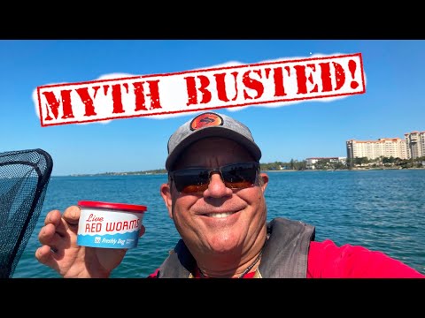 Do Sheepshead REALLY Like Live Worms?