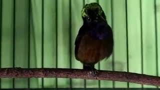 Download lagu Konin rasa Lovebird mp3