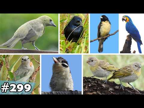 Um paraiso de aves e paisagens: Passarinhada em Alto Paraiso de Goiás - Parte II - 299