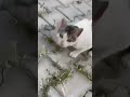 Stray Grey Cat Meowing Meow Cats Catlover Theplanetofcats