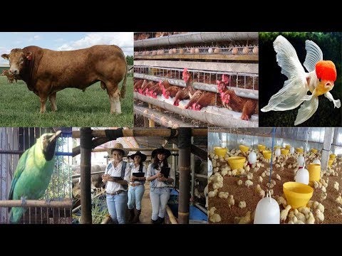 Exciter untuk wanita harga Ukraina Biji labu untuk potensi laki-laki