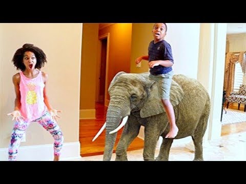 FUNNY ELEPHANT vs Shiloh and Shasha - Onyx Kids