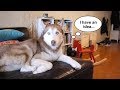 Laika The Husky Gets Left Home Alone