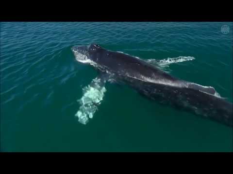 Wale - Giganten der Tiefsee - Doku HD