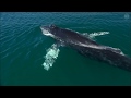 Wale Giganten Der Tiefsee Doku HD