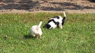 Video preview image #1 Cavalier King Charles Spaniel Puppy For Sale in FREDERICKSBG, OH, USA
