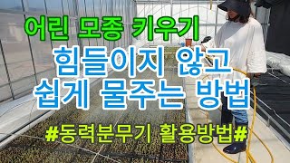 [모종키우기]동력분무기를 이용한 쉽고 편하게 물주는 방법- 어린모종 관리하기