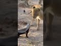 Fearless Honey Badger Takes On 6 Lions Shorts Wildlife
