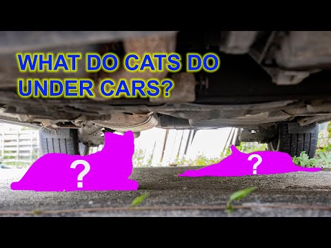 What Do Cats Do Under Cars?｜貓咪在車底都做些什麼？