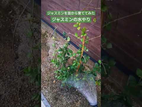 ジャスミンを鉢植えや庭で育てて香りを楽しんでみませんか？どうやって ！  庭園