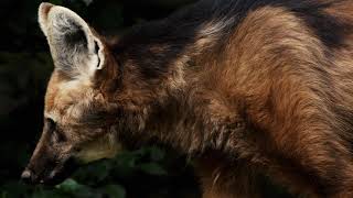 Their pee smells like what!? Top Ten facts about the Maned Wolf