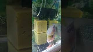 Download lagu Ikan louhan SRD lokal mp3 Download lagu Ikan louhan SRD lokal mp3