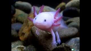 TRIADA POETICA - Axolotl (Jacek Kaczmarski) DEMO