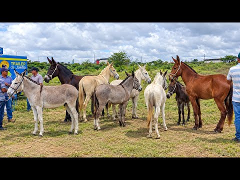 FEIRA DE CAVALOS EM CAMPINA GRANDE-PB 16-09-2026 JUMENTOS DE 1000 REAIS HOJE 